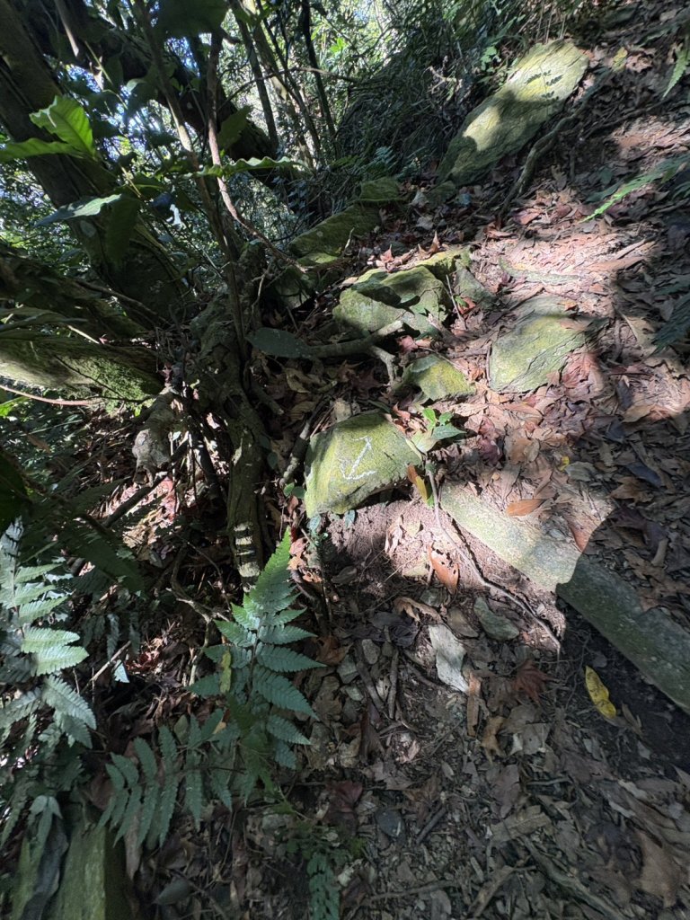 20251116鳴海山、網子山登山步道_2938360