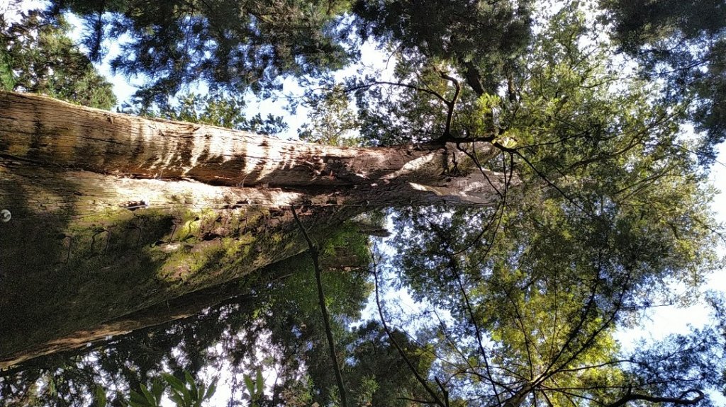 眠月神木、郡大神木群_1106832