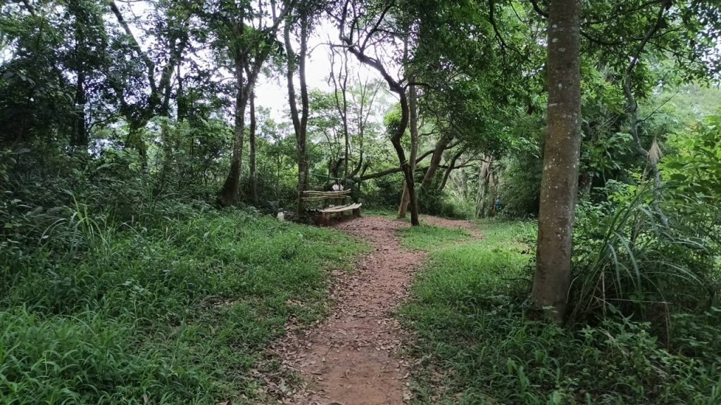 20250607 新竹竹東三山(樹杞林山 - 新具庄山 - 員崠子山)  O型_2808903