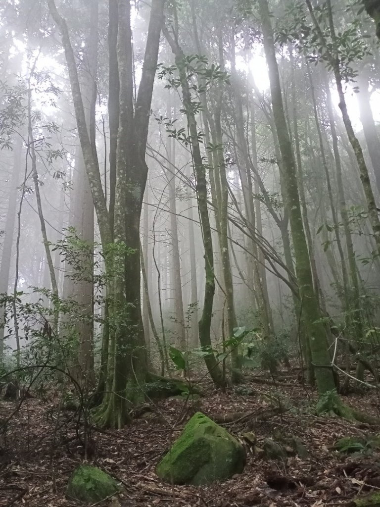 【谷關七熊,山林美境尋寶趣】屋我尾山步道_1108306