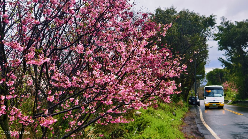 #十八份拐圳步道 #墨染櫻 2/21_2717239