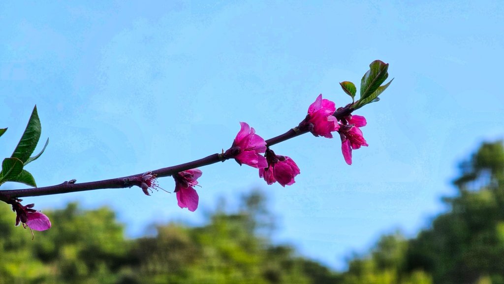 112.04.16 玉山前峰_2123646