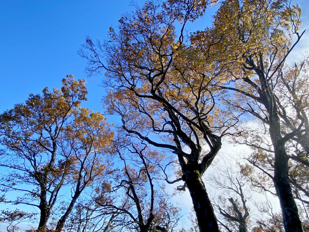 太平山山毛櫸步道與浪漫金黃相遇    2021/11/16_1519143