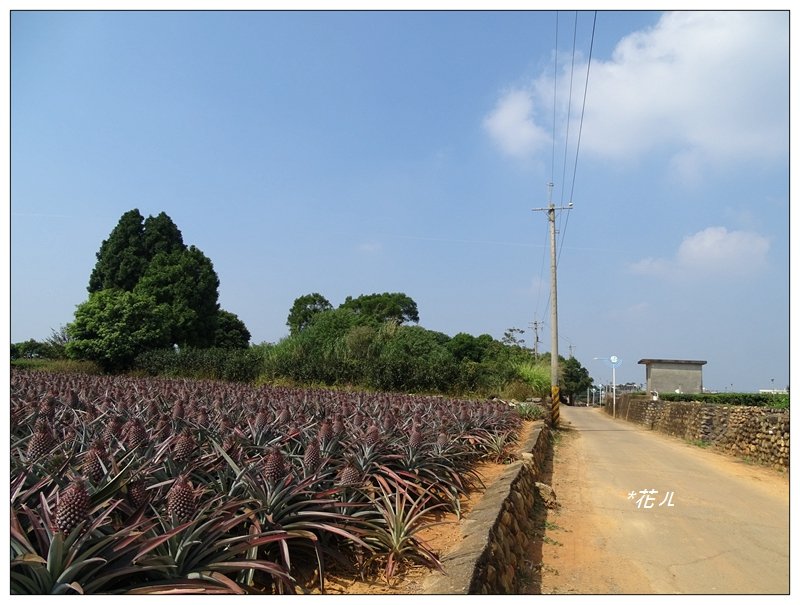 奶茶三角點/松柏坑山_716542