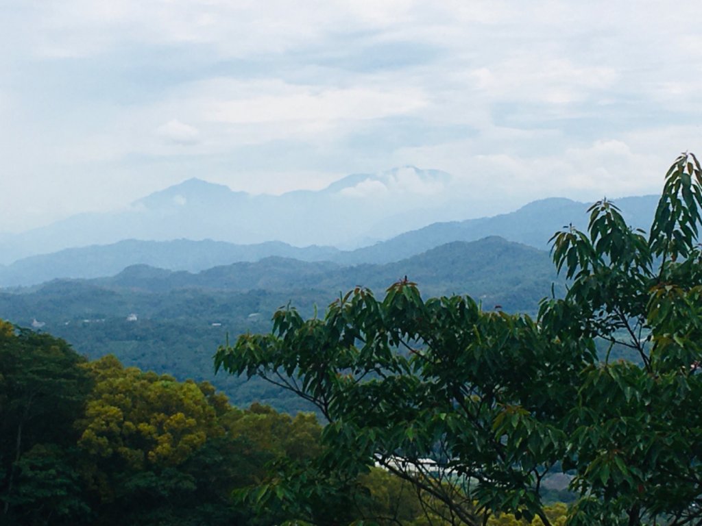 1090611火炎山相思樹花大開_992654