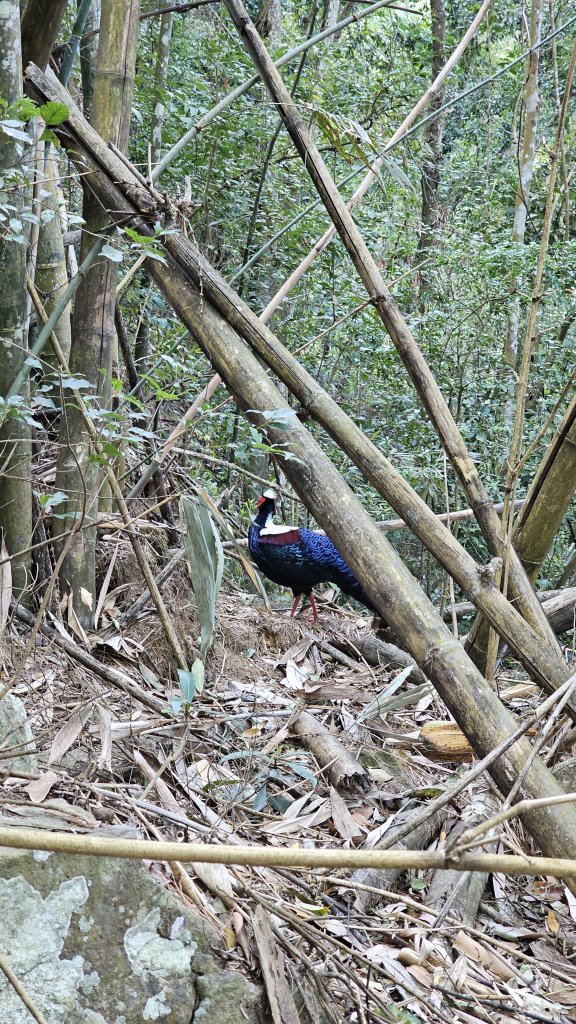 【美美兔走山趣】谷關抓雄-老六白毛_2749945