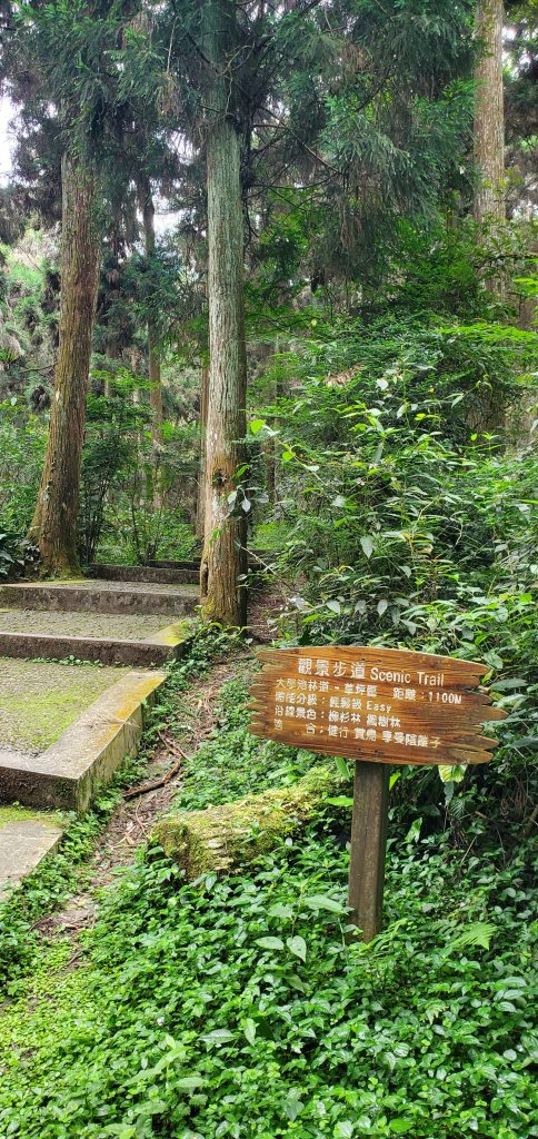 2024-05-19溪頭自然教育園區_2507984