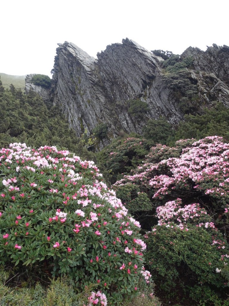 合歡山五座百岳賞杜鵑花_587105