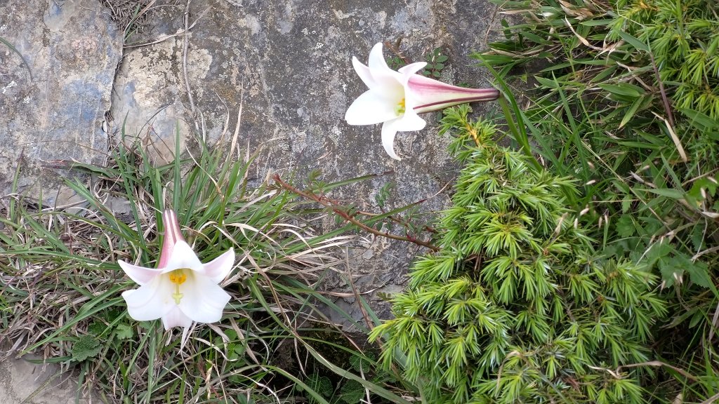 合歡北峰_1774802