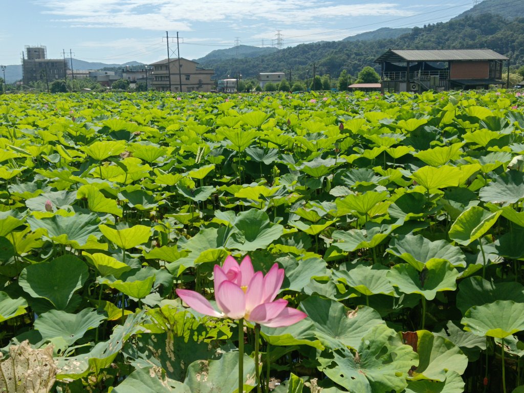 雙溪區彎穹夏日荷影_2806544