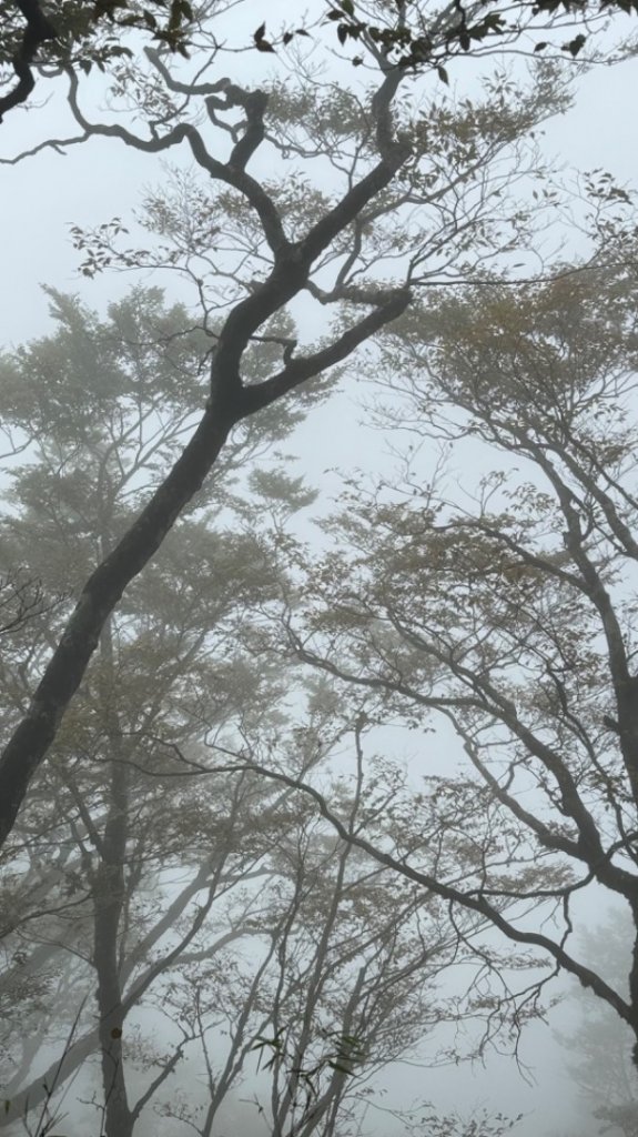 台灣山毛櫸。2023走訪2回。艷陽雨霧美景全收下_2350778