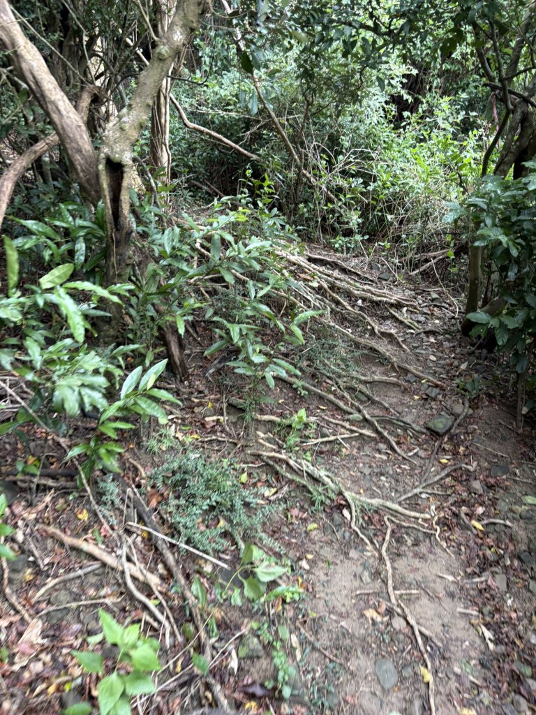 20251129大山母山步道_2951891