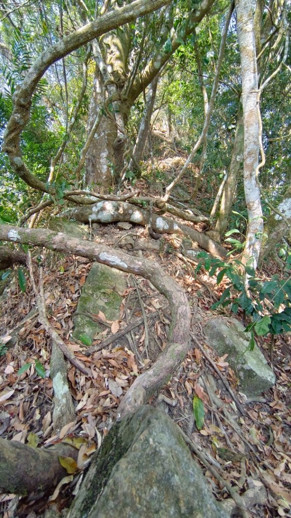 暗影山（酒桶山）台中小百岳_2051211