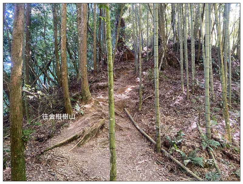 嶺頭山、金柑樹山、忘憂森林 O型一圈_2944704