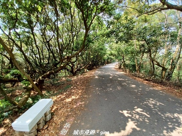 【彰化員林】員林百果山上最具人氣的休閒步道。 台灣百大必訪步道。 藤山步道封面圖