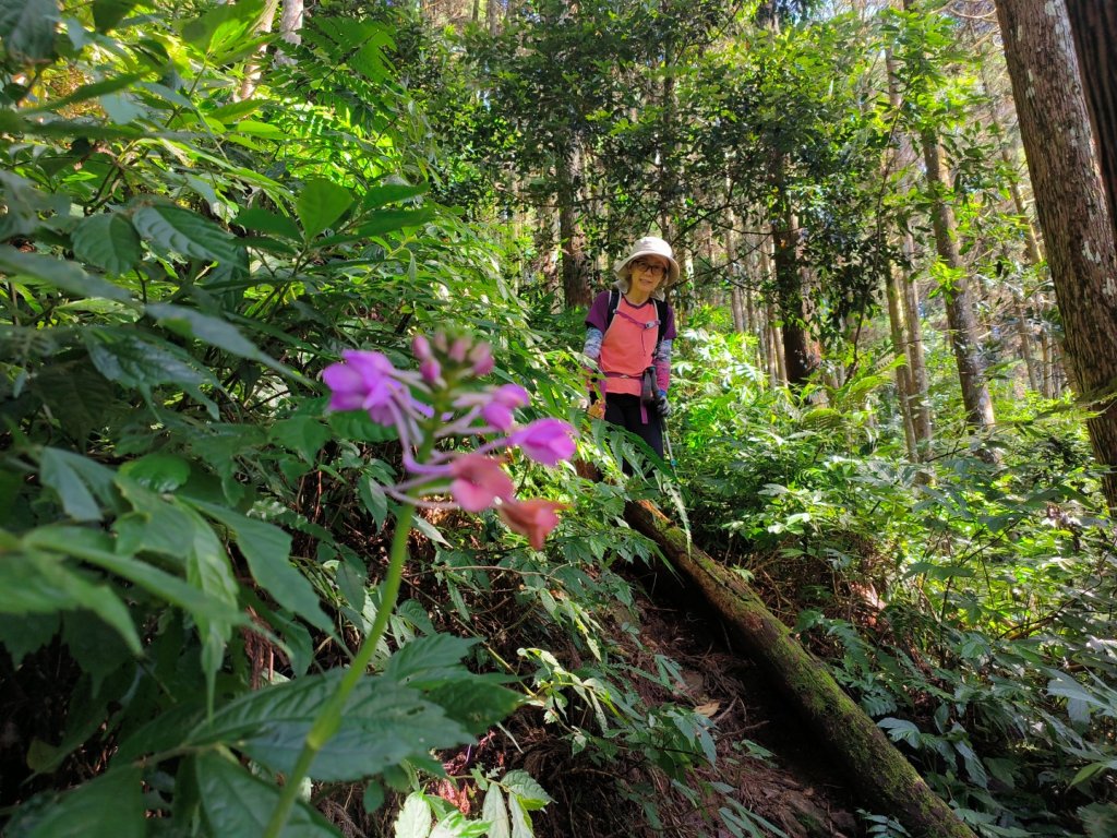 小東河上大龍山_2247169