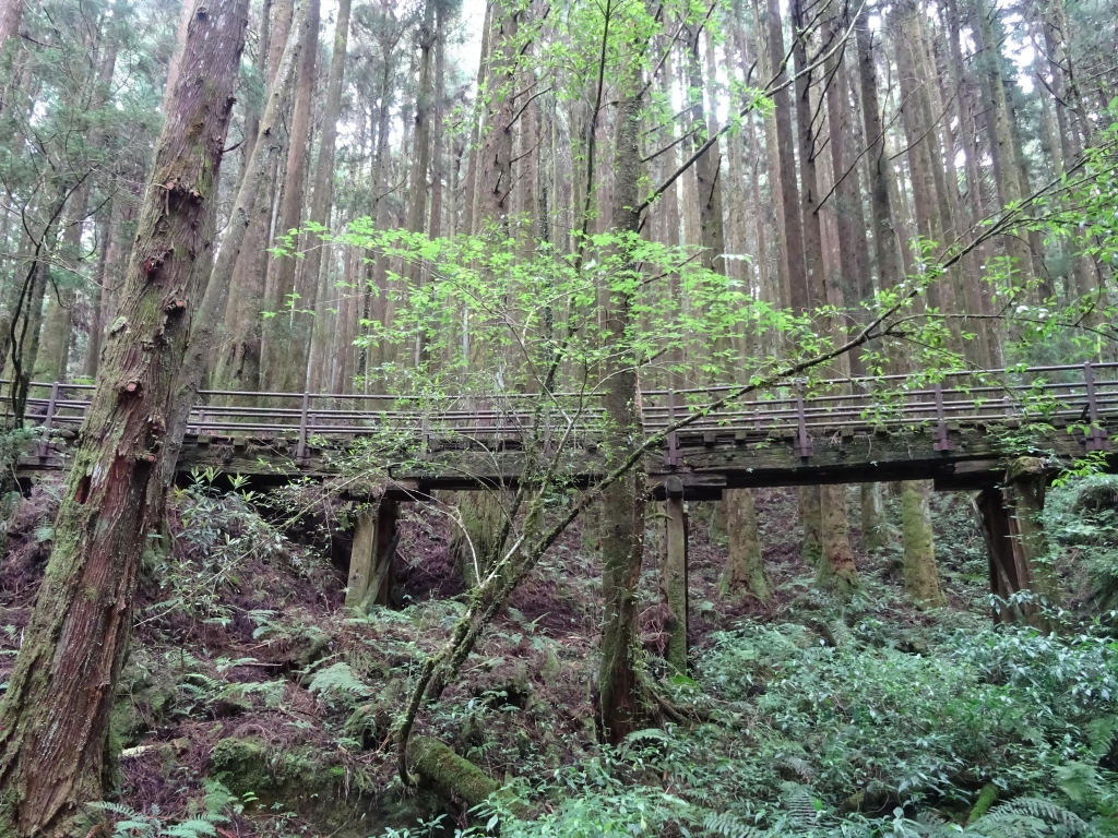 縱走雲霧密森 特富野_46213