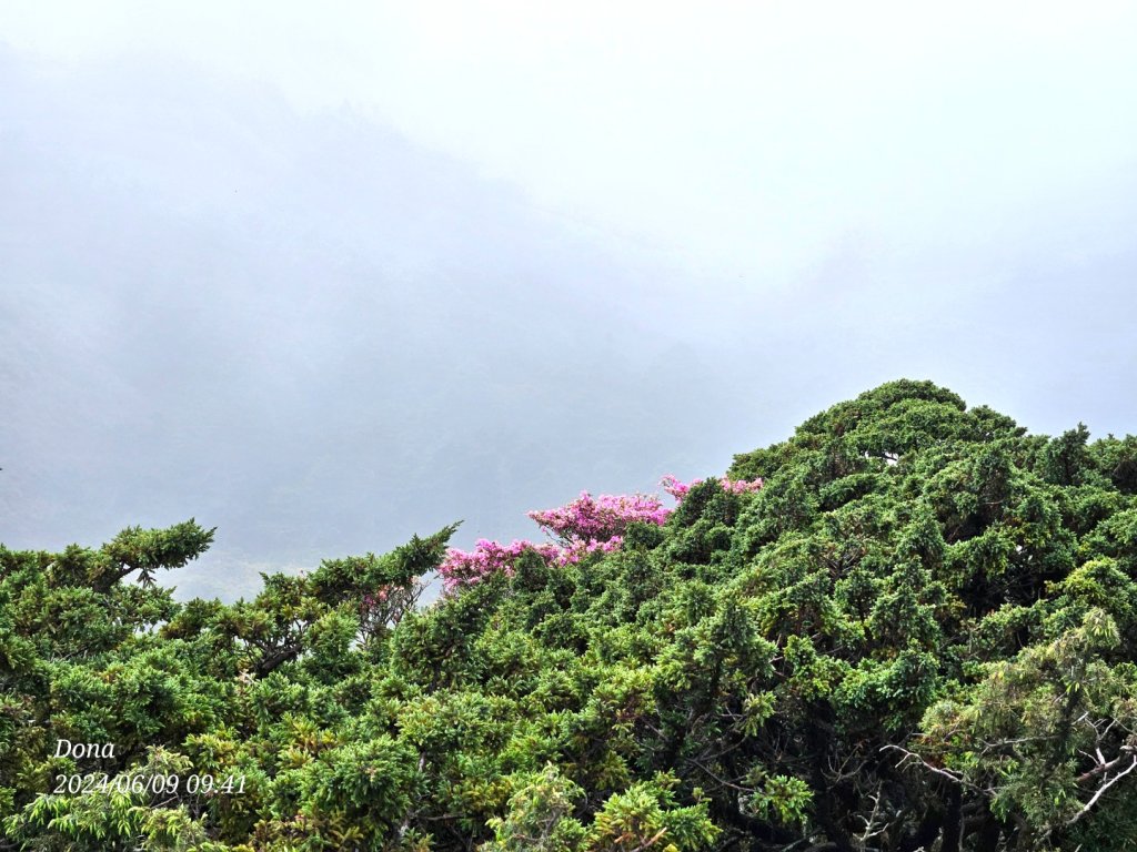 中央山脈大縱走南一段+庫哈諾辛山(雨訓)_2525735