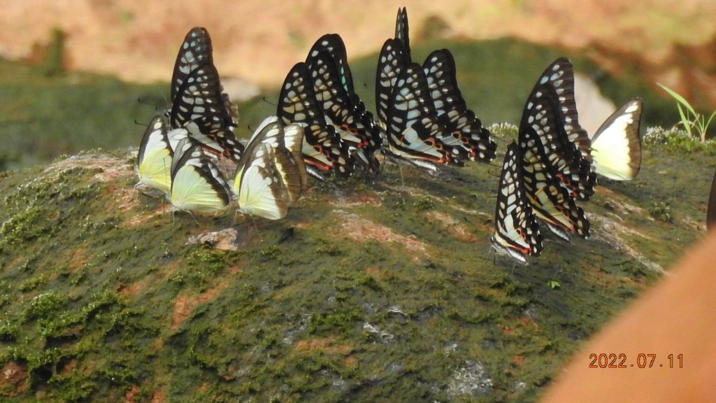 雲山水花鳥蝶 - 天龍國阿伯的日常 7/8&11_1760630