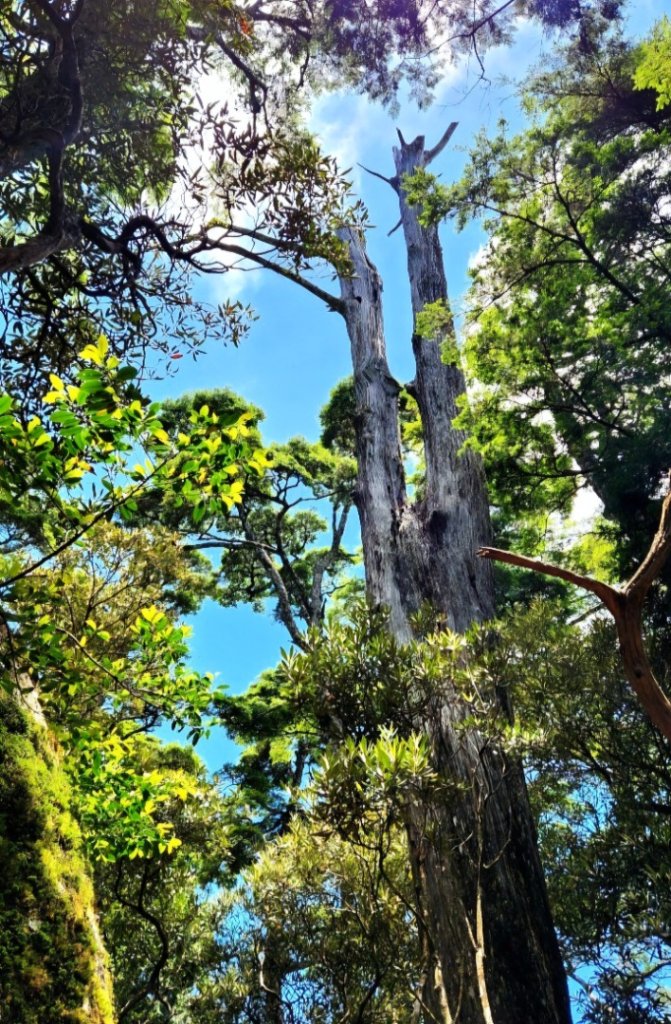 【中級山】是誰，在森林裡施放了魔法與巫術，幽靈草，如此魅惑，魔幻森林塔曼山_2743690