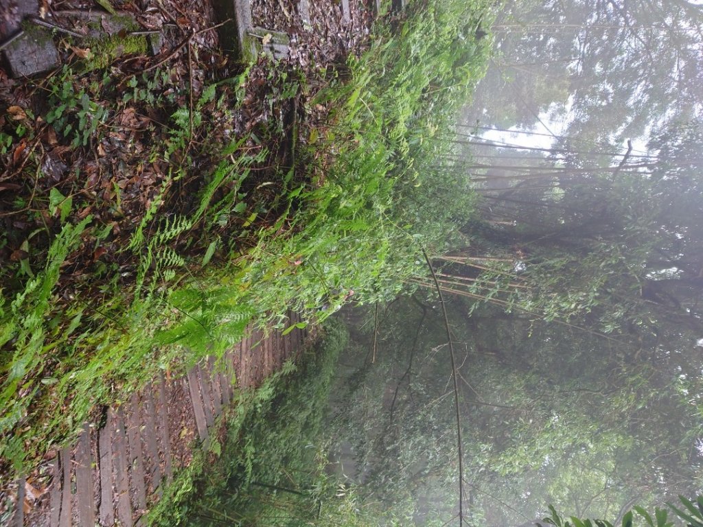 奮起湖大凍山步道_2247025