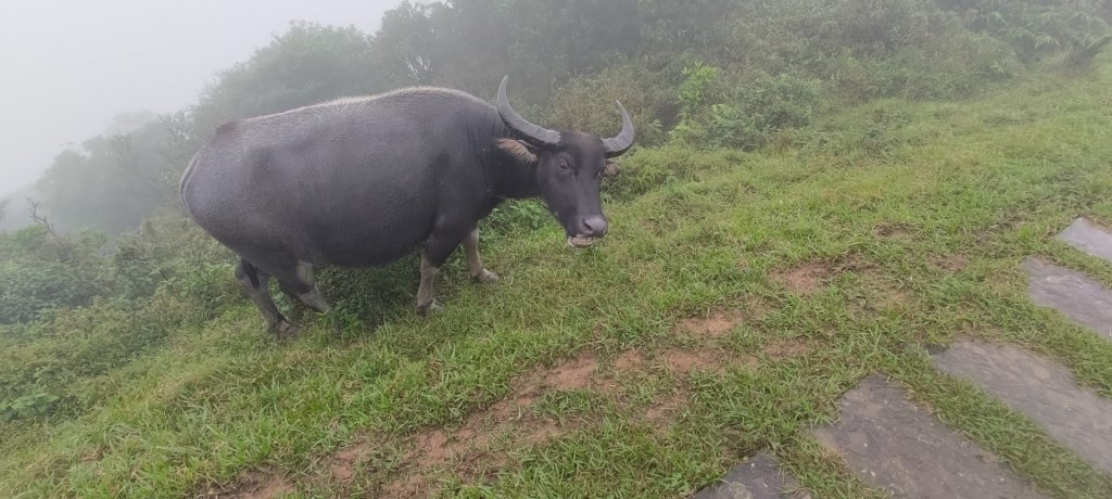 桃源谷，草嶺古道縱走_1902828