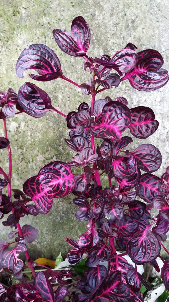 220820-挑筍古道(後棟仔山、小百岳#056雲嘉大尖山)_1834539