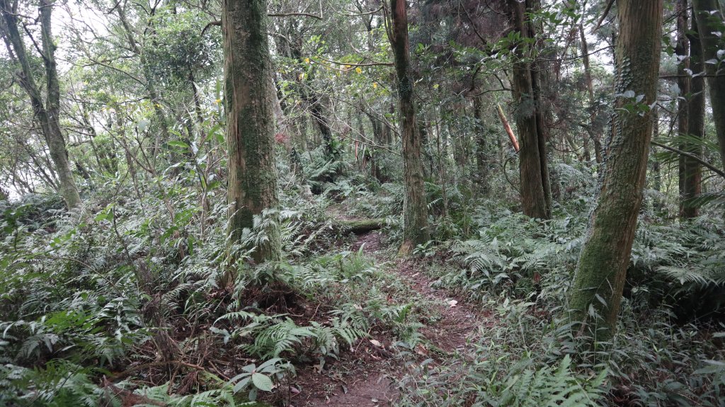 獵貍尖步道連走烏塗溪步道登山健行趣(淡蘭南路TK3-6&TK3-5&TK3-4)_2404480