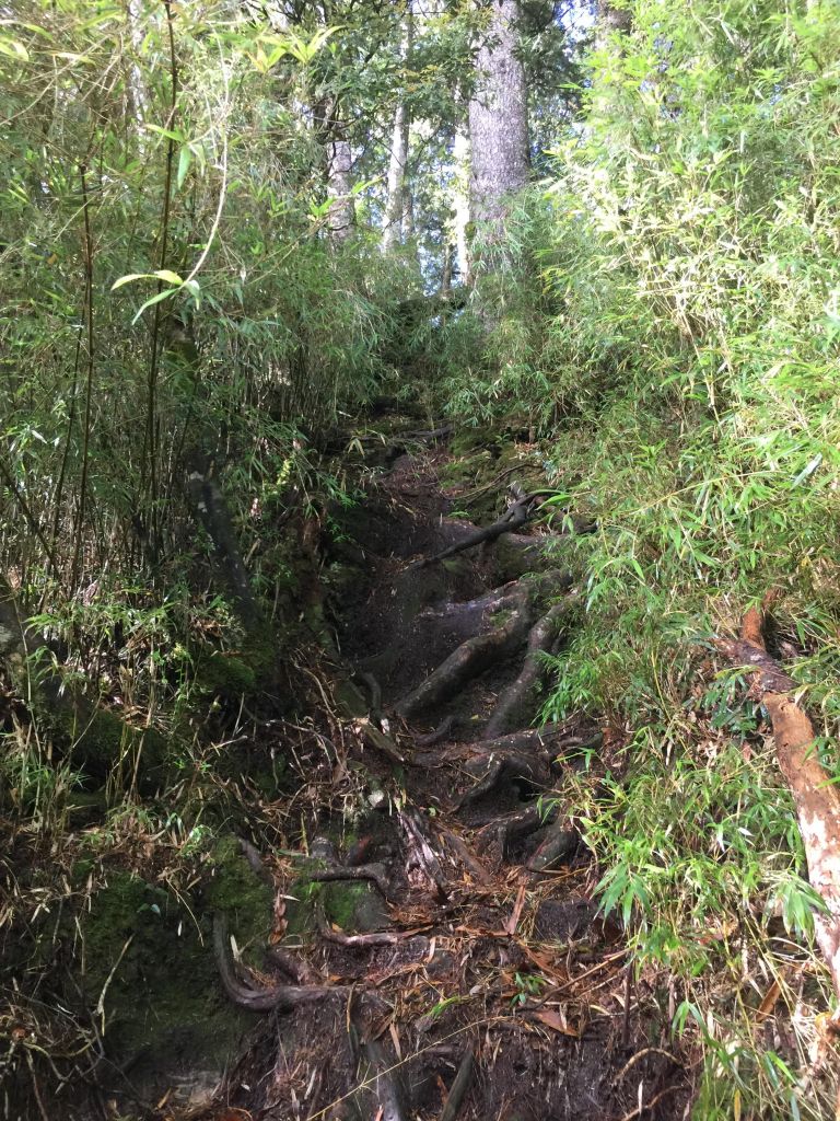 20180610 西巒大山_350186