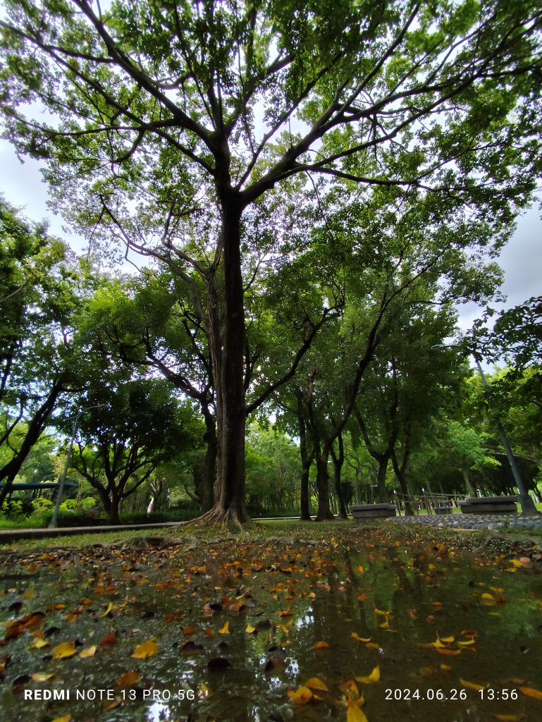 大安森林公園【走路趣尋寶】【臺北健走趣】_2536228