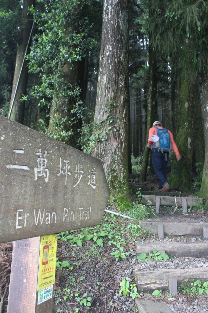 20230603嘉義二萬坪山及神木群_2174506