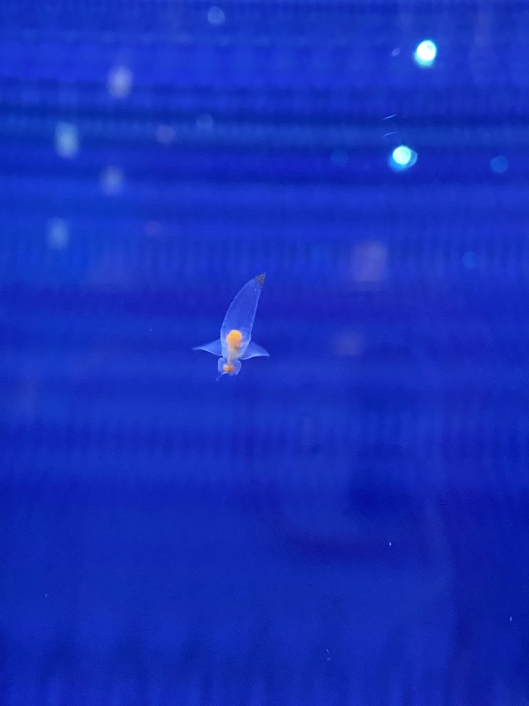 北海道------雪祭_3001920