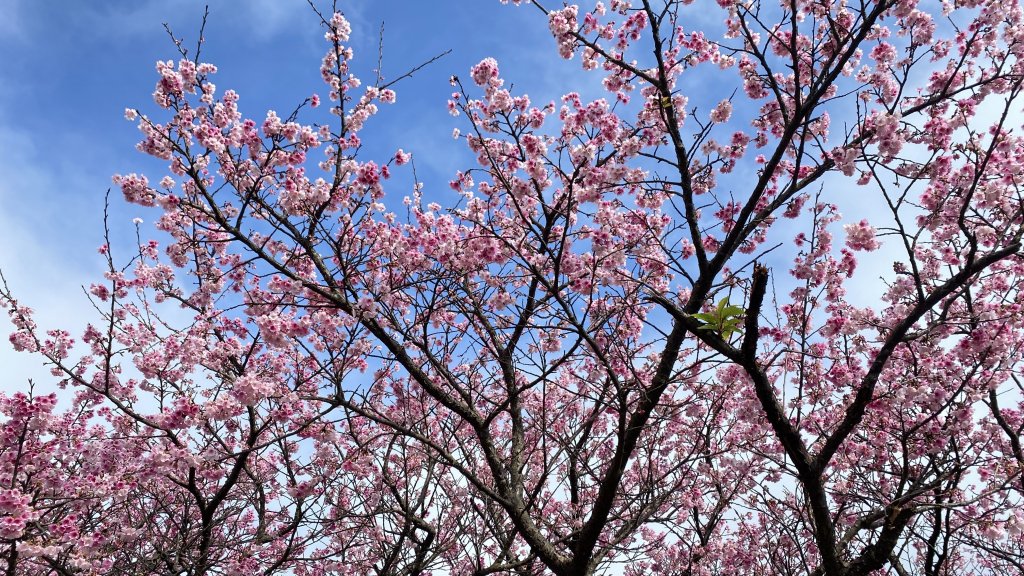 擎天崗迷霧森林+花卉試驗中心+平等里賞花+狗殷勤古道+原住民文化公園落羽松 2022.01_1590664