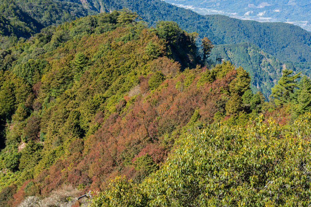 稍來步道賞楓封面圖