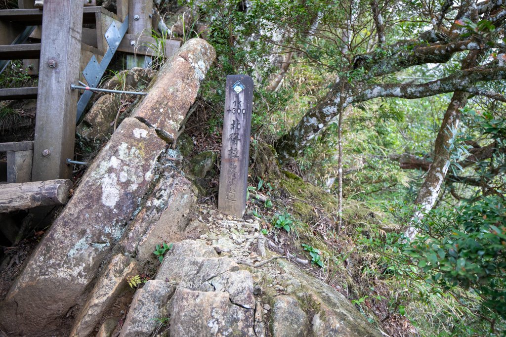 【新竹尖石】北得拉曼巨木步道_894732