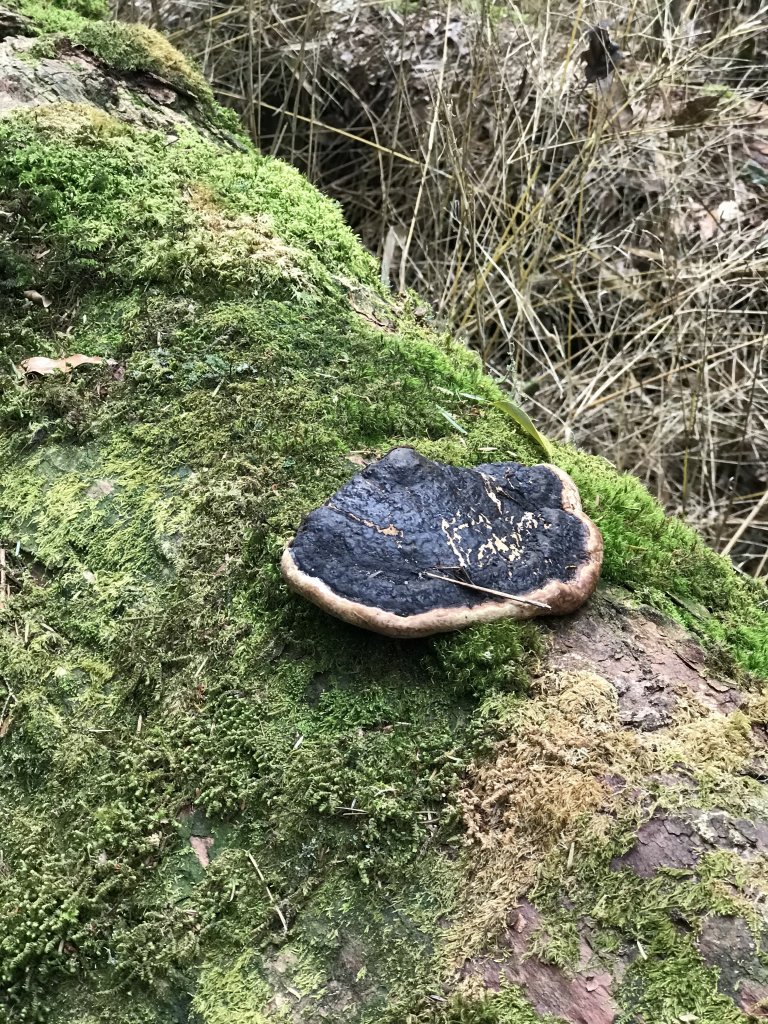 霞喀羅大山,佐藤山順訪佐藤駐在所_1324620