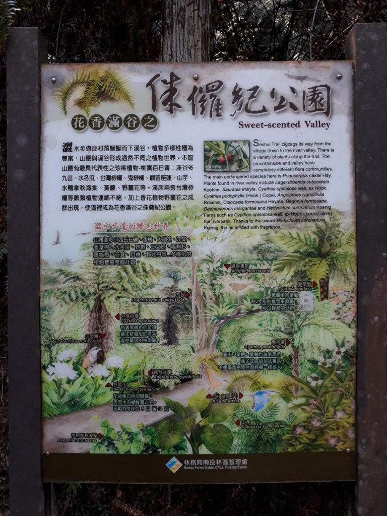 南投魚池澀水生態步道20190409_563570