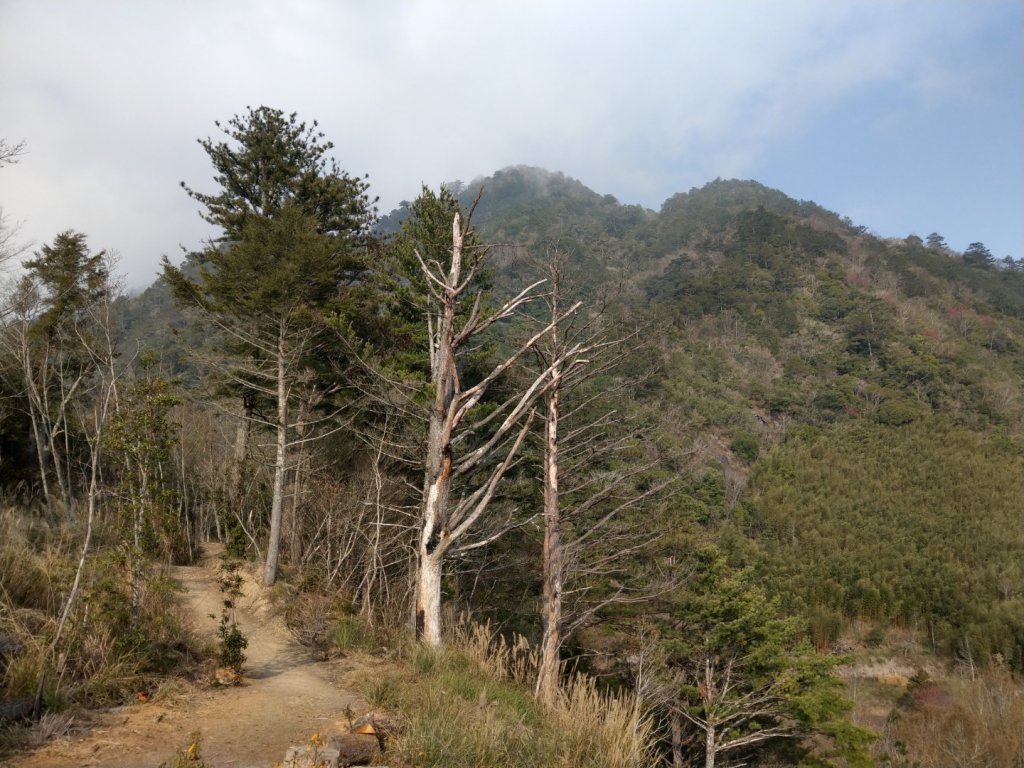 司馬庫斯賞櫻花+巨木群登山步道_845214