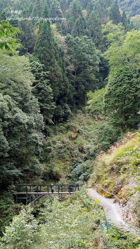 【新竹】觀霧森林遊樂區：檜山巨木群步道_2397412
