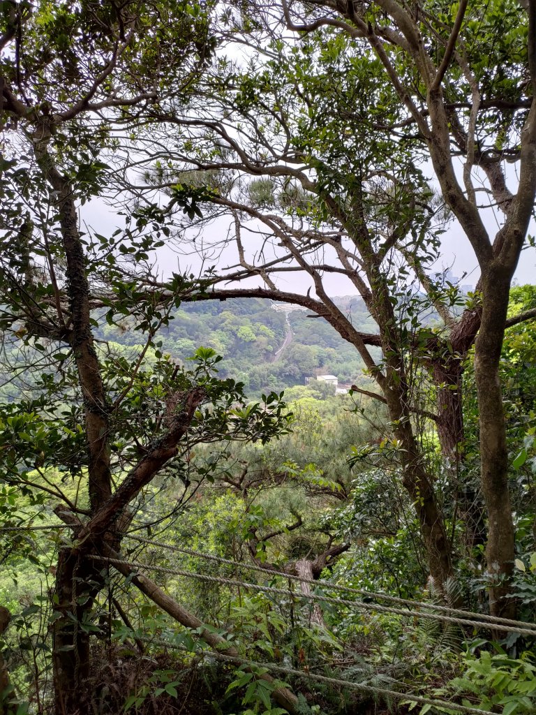 龜山大坑桐花步道-陳厝坑山O形_904679