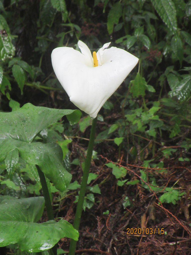 大塔山步道_907558