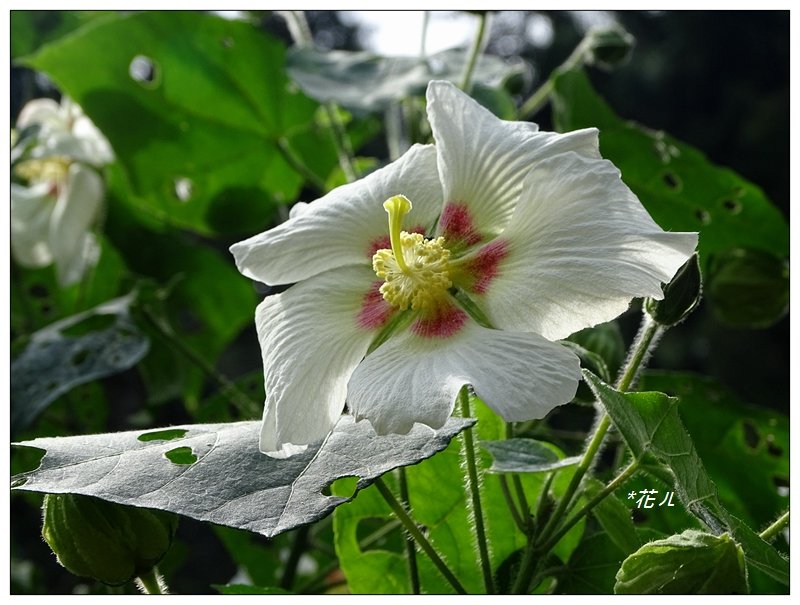 溪頭/山芙蓉之旅_712586