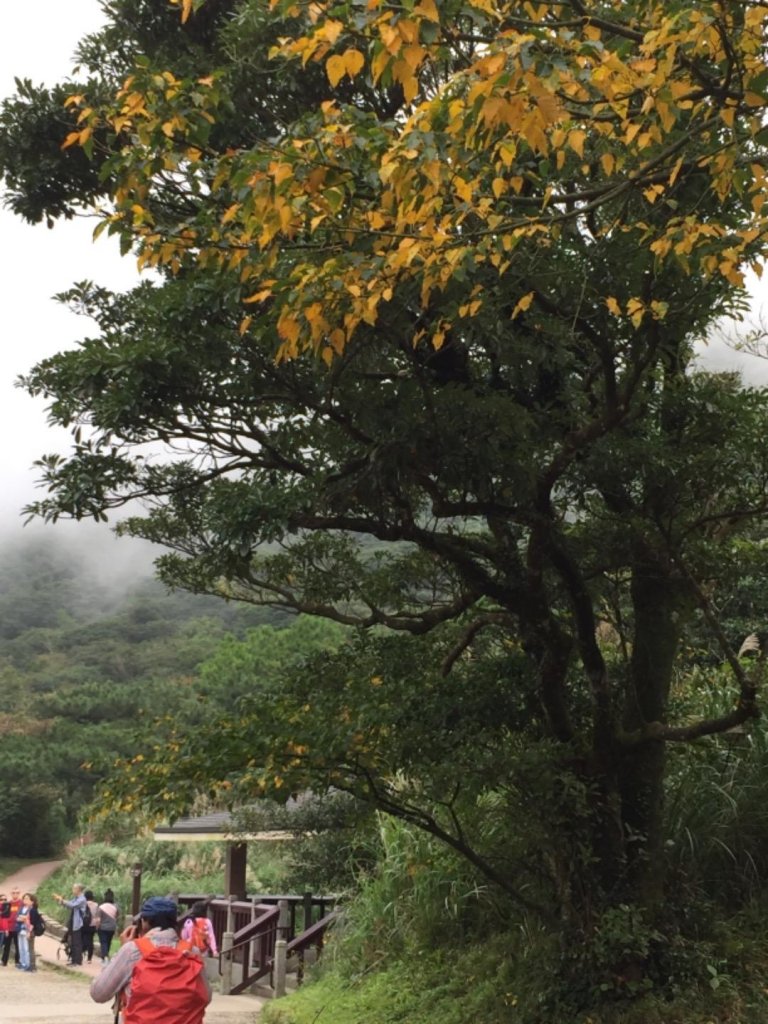 七星主東芒花盛開_461289