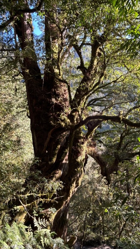 大同加羅湖穆魯洛亞滬庫霞四季警備道_2748270