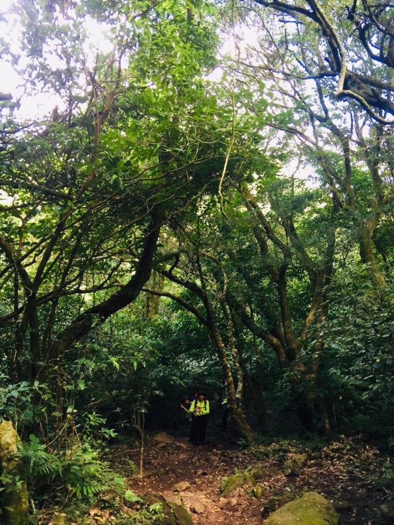 大屯群峰（北南峰）_1070754