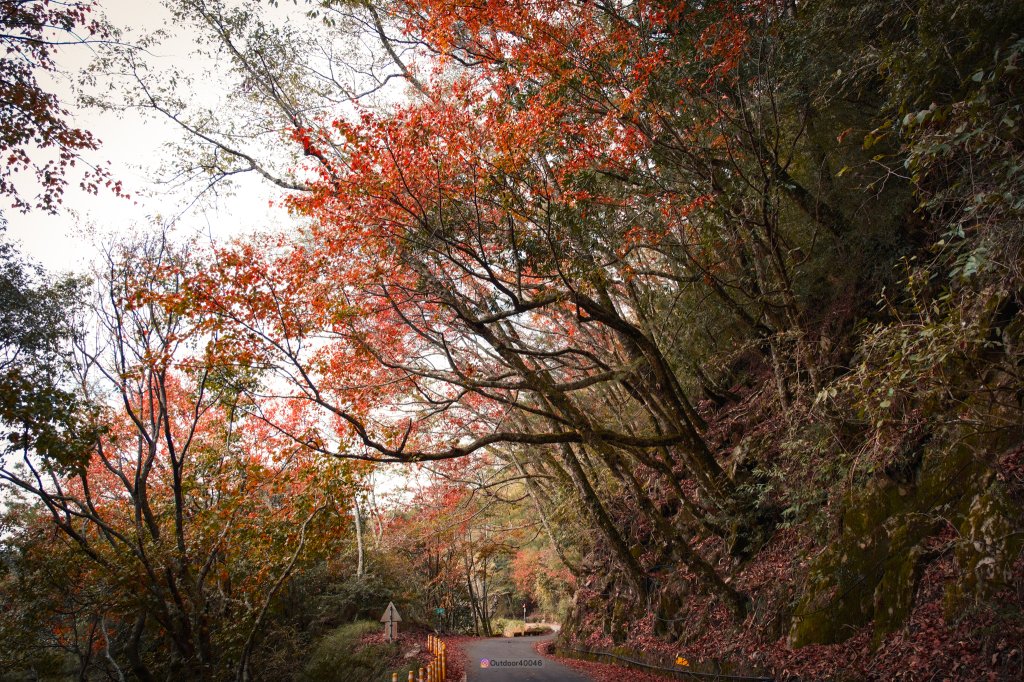 大雪山賞楓景點_2691470
