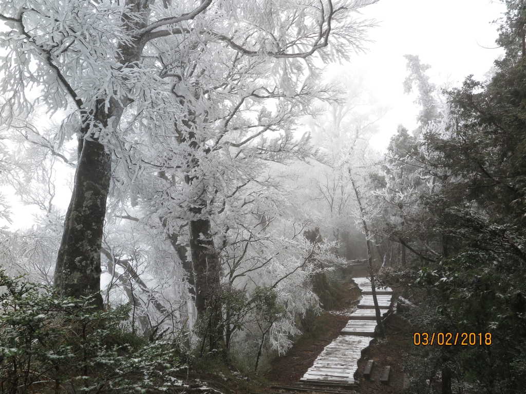 太平山 山毛櫸步道霧淞美景_262793