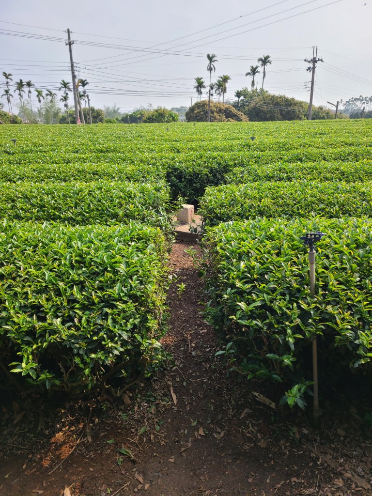 藤山步道之微熱山丘_2751674