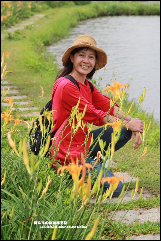 新北。三芝田心子水中央｜金針花+水中落羽_1146445