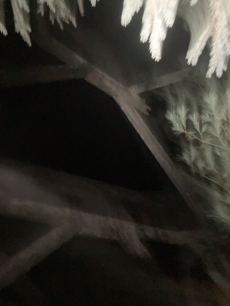 順撿甘木林之雪山西稜接志摩山稜線下小雪山林道_2012301